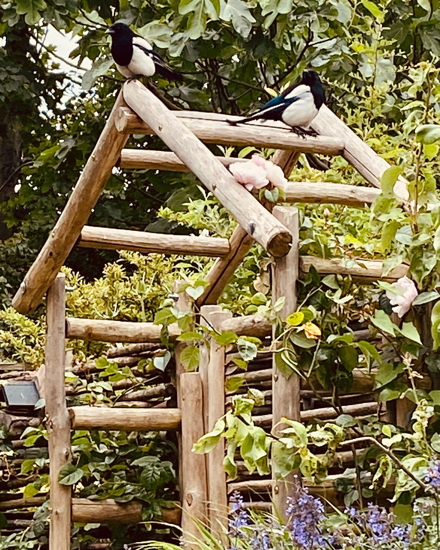 Two magpies perched on a rustic wooden garden arch with clematis and greenery against a blue sky — Louisa's garden.