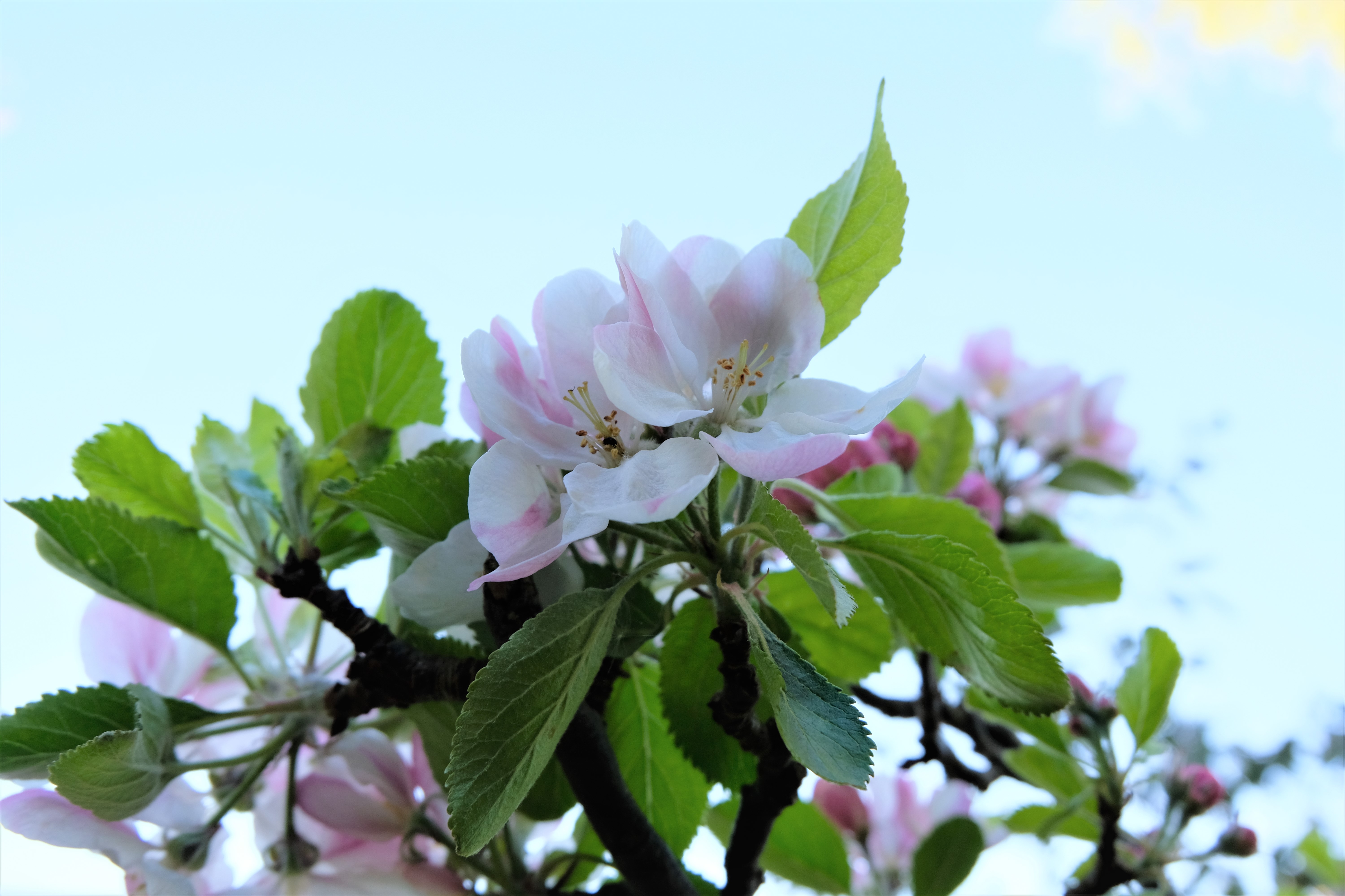 Apple blossom, pale pink and white with green leaves, against a blue sky, photographed from below.